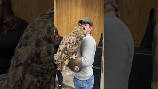 New fear unlocked huge owls