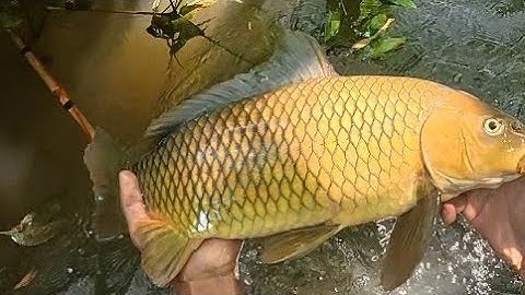 Chích Cá trên Suối Rừng  khu nhà bỏ Hoang 