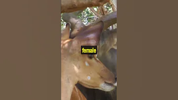 The Nyala 
