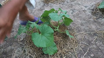 Cắt tỉa dưa lưới 3 tuần tuổi | TRAN DANG DUY OFFICIAL