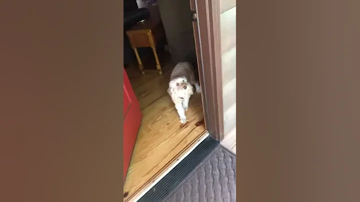 Coming back to the cabin