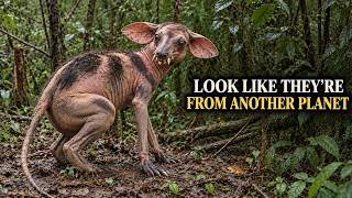 20 Animals That Look Like They're From Another Planet and You Won't Believe They Exist | Documentary