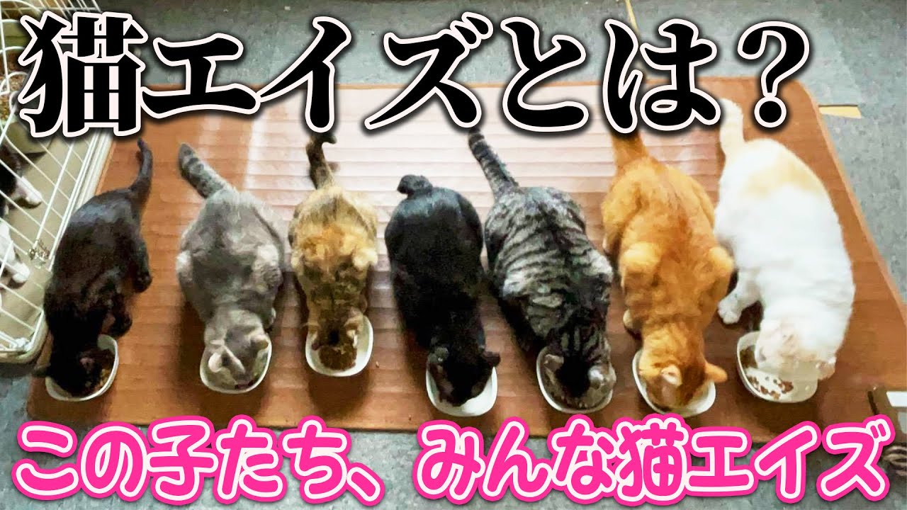 【用語解説】猫エイズとは?【5分で分かる】