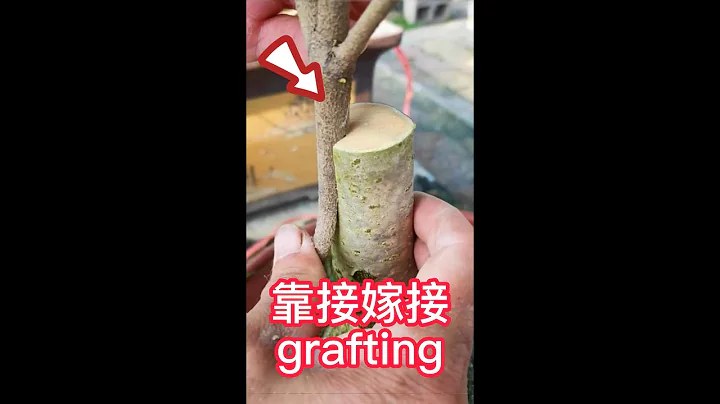 果樹靠接嫁接的全過程，教你如何靠接果樹，一起來學習學習吧     The whole process of fruit tree grafting, teach you how to grafting - 天天要聞