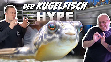 Welche Kugelfische kann man vergesellschaften?