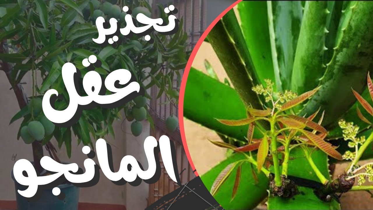 تجذير عقل المانجو على أوراق صبار الألوفيرا | النتيجة هتفاجئك