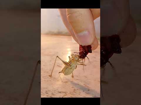 Кузнечик хочет таракана. #katydid #insects