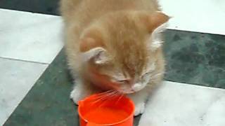 Donut20090220-1