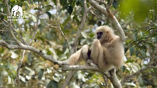 Amazing Primate Jungle Survival 🌿 | Threats Facing Primates in South Asia