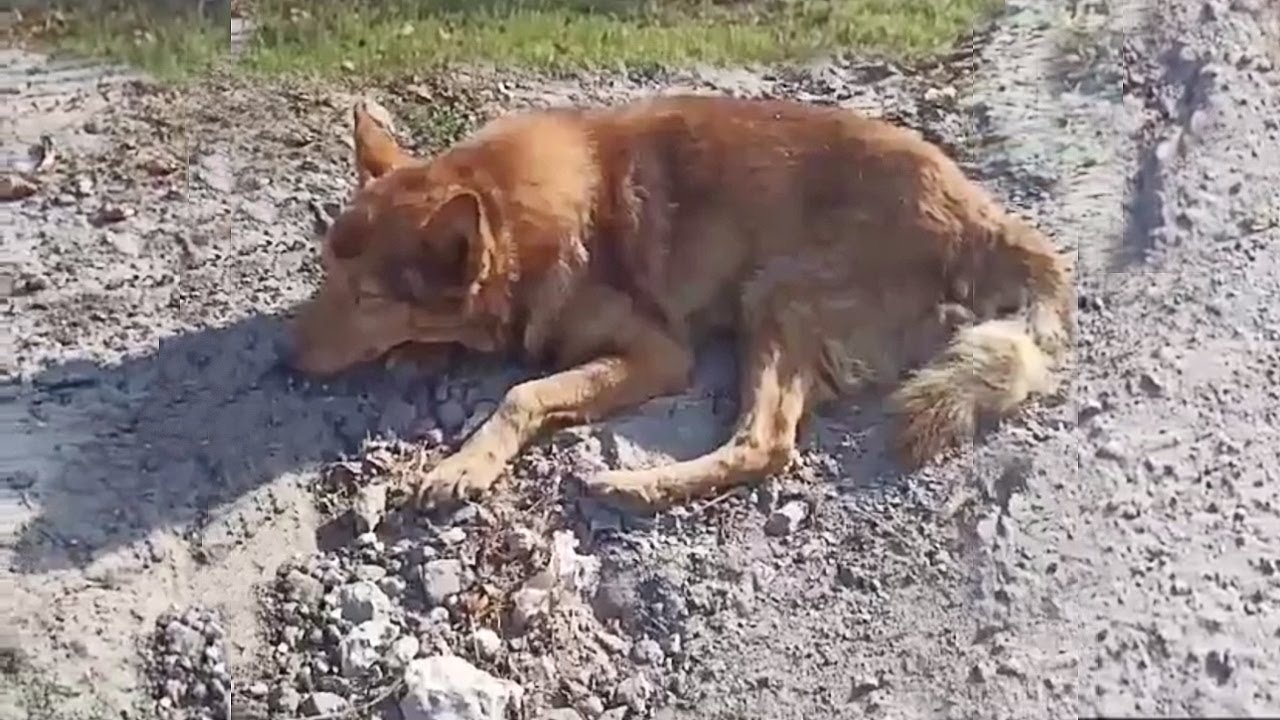 The Old Blind Dog Kept Waiting For His Owner in Vain, He Held Out hope ...