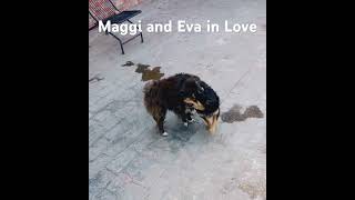 Maggi support and her Gf Eva too make it viral more than one million likes if you also love your pet