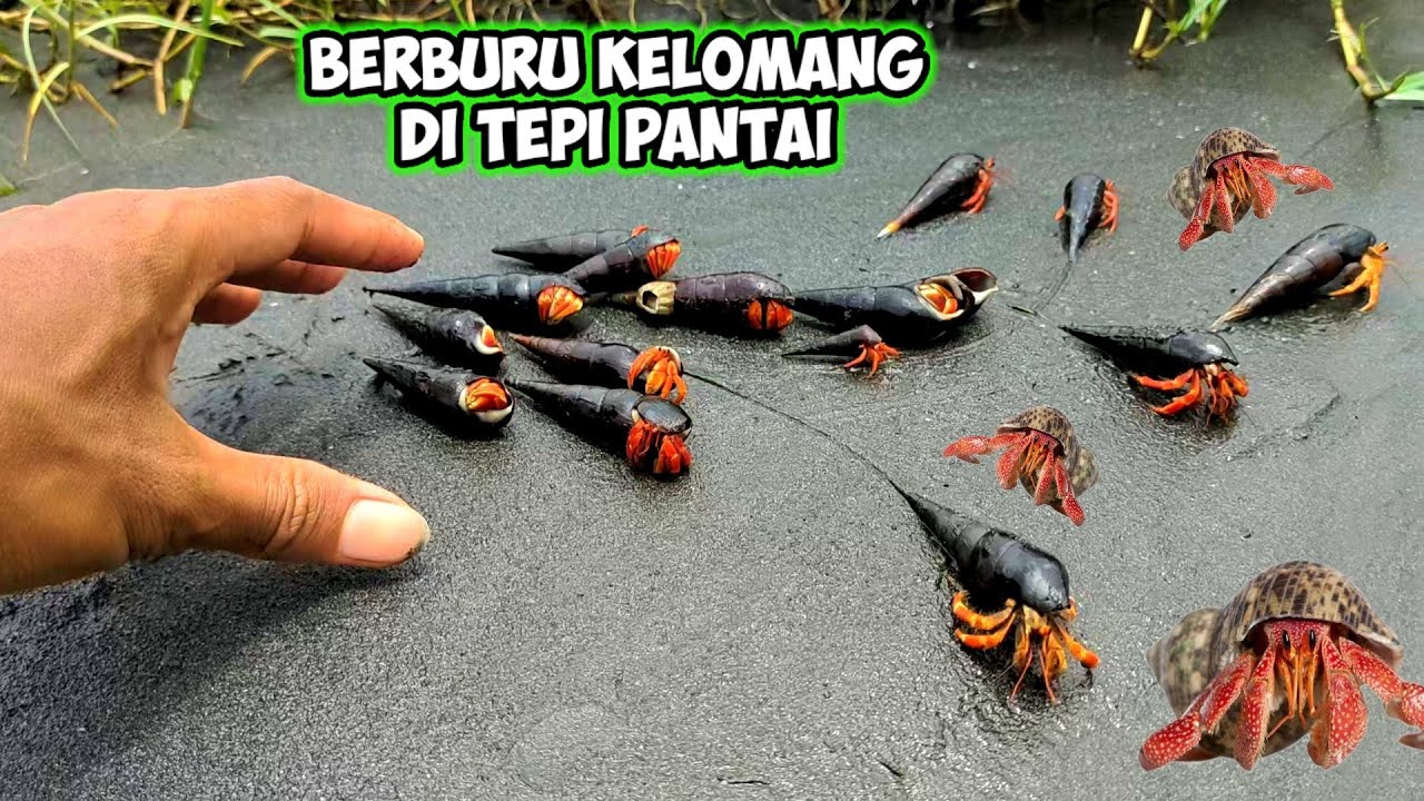 BERBURU KELOMANG UNTUK KERAJAAN KELOMANG