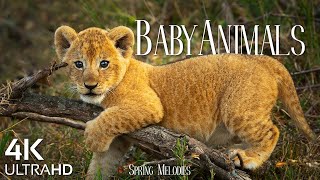 Baby Animals 4K - Cute Little Wild Animals With Relaxing Music, Good Mood Music