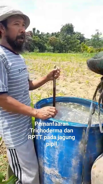 penggunaan #trichoderma dan #pgpr pada #jagung di musim kemarau #pertanian  penambahan bahan organik