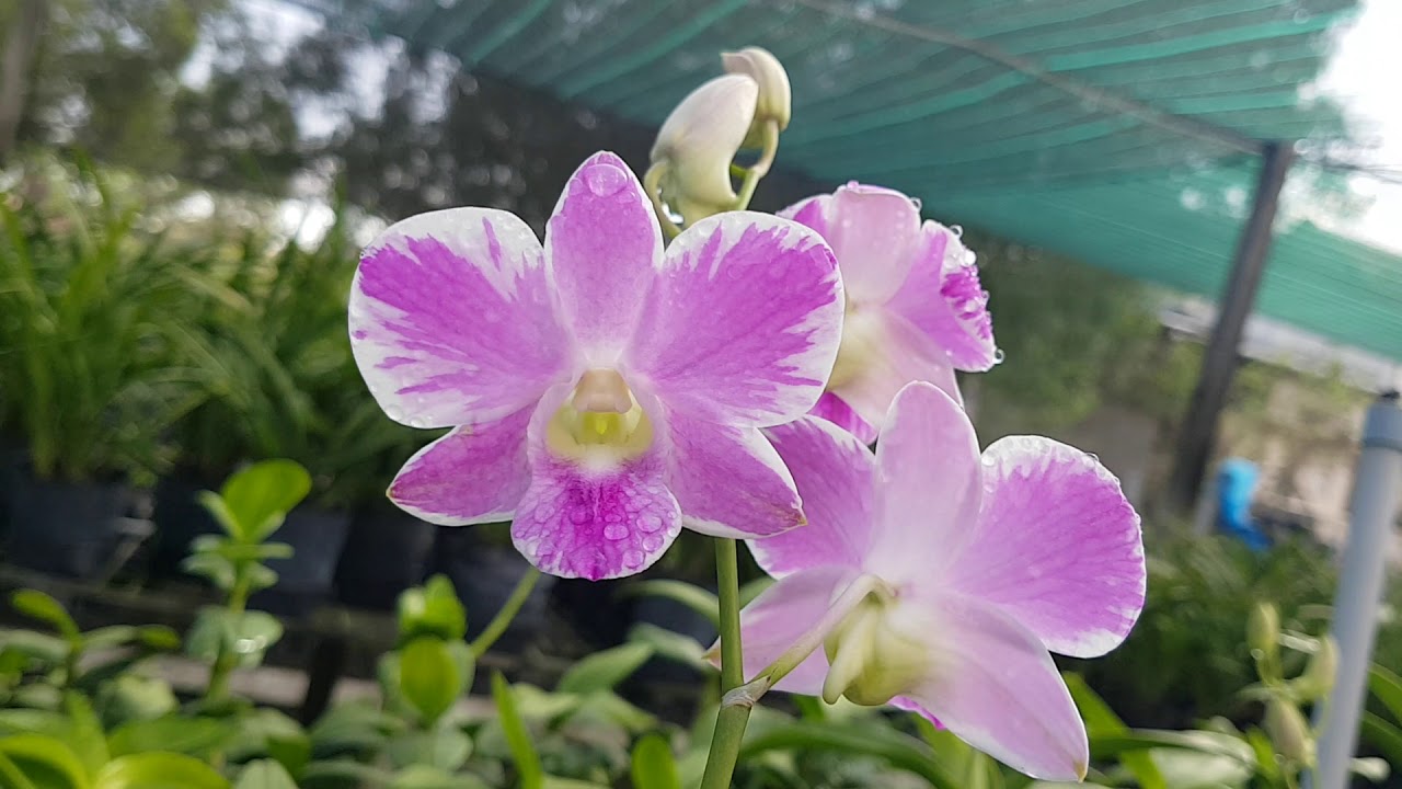 24/2/2020 lan đen rô chớp kim cương giá tại VƯỜN - YouTube