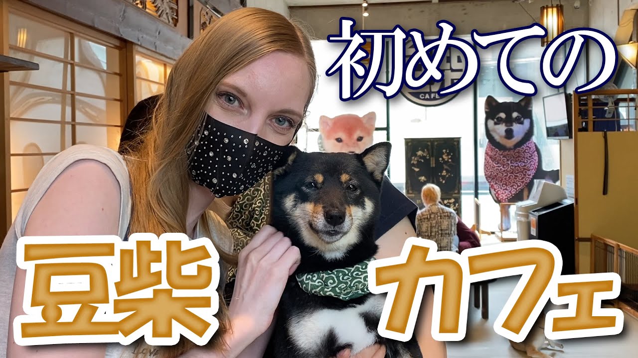 【犬好き必見】かわいいワンちゃんと触れ合える！外国人が初めての豆柴カフェを訪れた