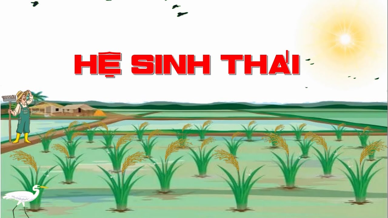 HỆ SINH THÁI | SINH HỌC 12