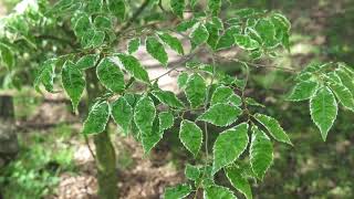 Zelkova serrata 'Variegata' zelkova pilovitá