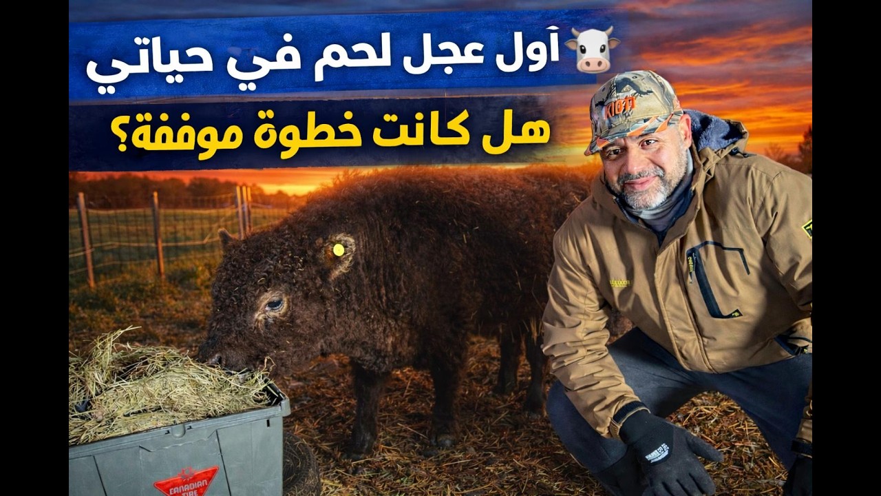 أول مرة أشتري عجل… تجربة جديدة في المزرعة!