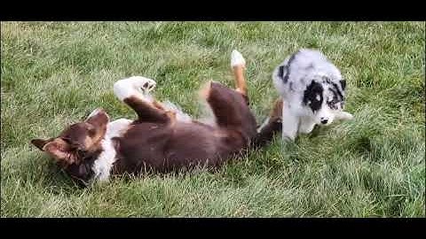 Blue merle border collie puppies for sale in georgia