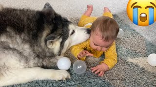 Giant Husky & Baby Playing Together Is The Cutest Thing Ever!!😭.