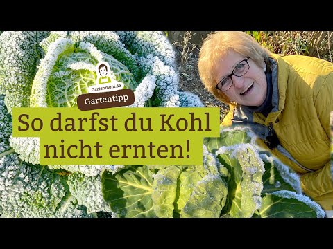 Video: Tiara-Kohl-Pflege: Erfahren Sie mehr über den Anbau von Tiara-Kohl-Pflanzen