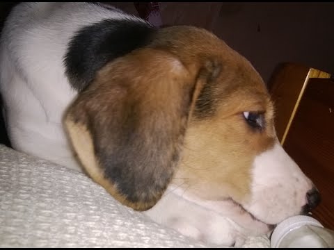 Щенок русской пегой гончей Гром. Ноябрь 2015 Щенок русской пегой гончей Гром. Ноябрь 2015