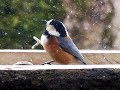 福井県自然保護センター　冬の野鳥レストラン 2018.2.25-28