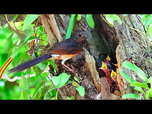 Burung Murai Batu, suara, kicau, dan kehidupan di alam liar. class=