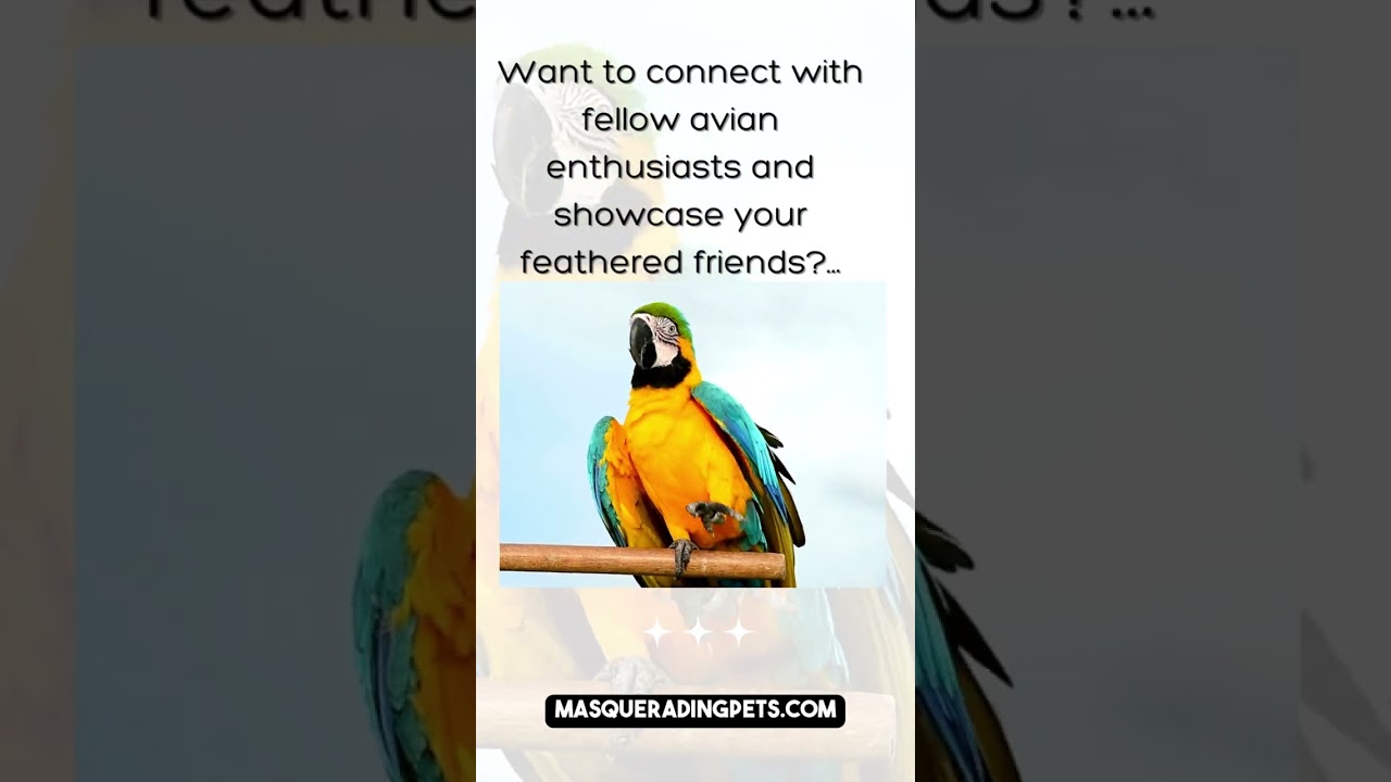 Masquerading Pets Feathered Friends Tip 1052