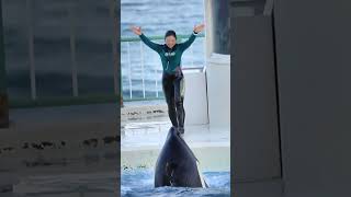 笑顔が眩しいララのリフティング!! #Shorts #鴨川シーワールド #シャチ #Kamogawaseaworld #Orca #Killerwhale