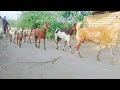 Beautiful Desi goat | Cute goat herd | Village life vlog |