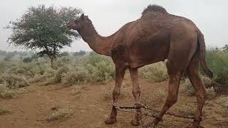 Dangerous Camel 🐪