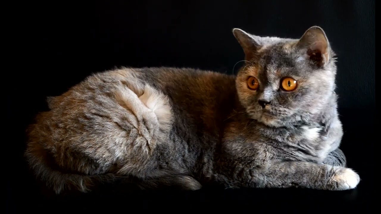 Skaven - Revenge of the Cats (Partial Remake)