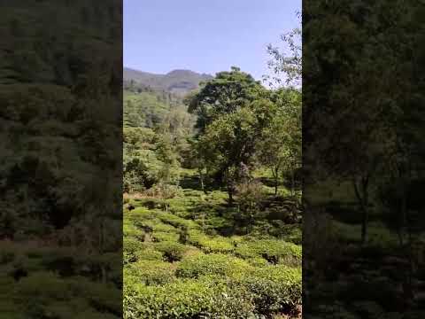 Kotagiri Hills - Nilgiris | All India Travel | Travel India's Hill Station | Travel Waterfalls Vlog