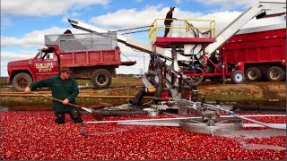 The Process of Harvesting Billions of Cranberries a Week | Start to Finish