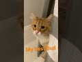 Simba Bein Simba Cats Showercat Viral Simba Bein Simba Cats Showercat Viral