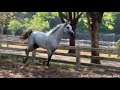 Arabian Horse canter in slow motion