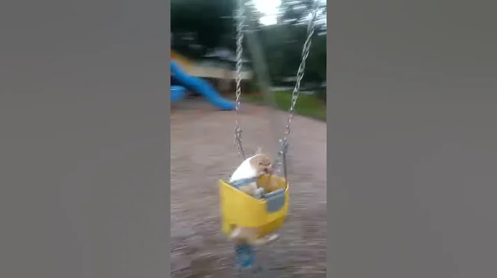 Dog in swing
