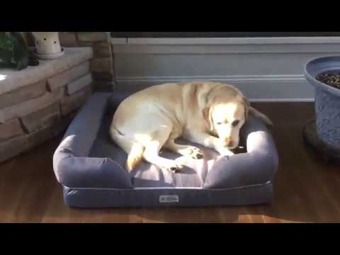 Petfusion Extra Large Dog Bed Unboxing And Reviews