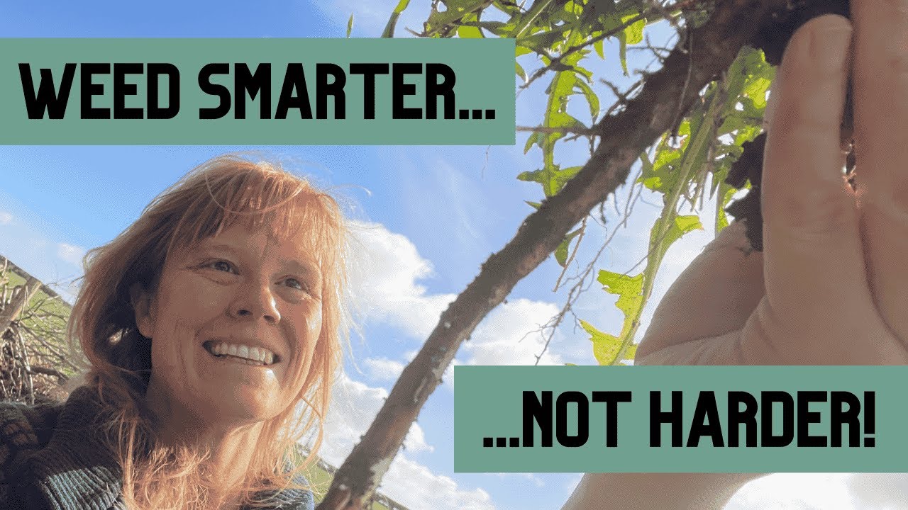 Weeding made easy - 3 Simple Tips to tackle weeding long term