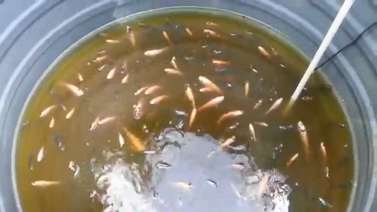 Backyard tilapia aquaponics system 2 YouTube