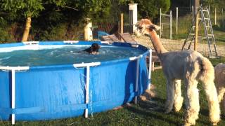 Alpaca pool .. It's mine !!