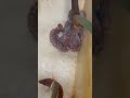 マダコとは異なり、ミズダコは積極的にエサを取りに行こうとはしません。白く固まっているときだけ捕食しますが、赤く活発に動いているときは食べません。【タコの不思議な生態】
