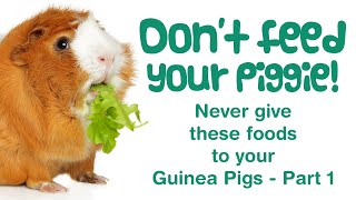 What FOODS Can Guinea Pigs NOT Eat? | POISONOUS & TOXIC Weeds, Plants | BAD Pet Foods