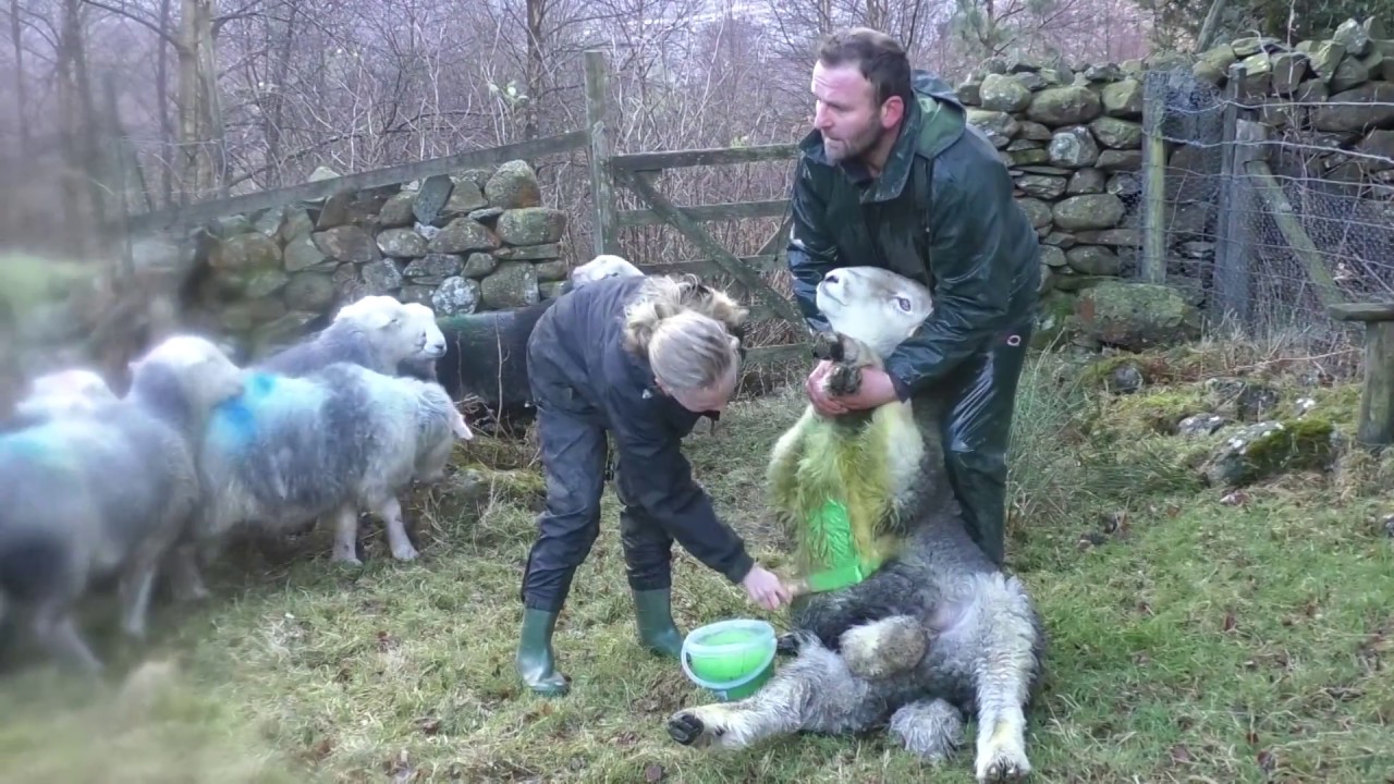 The Passion and Pressures of being a Lake District Farmer