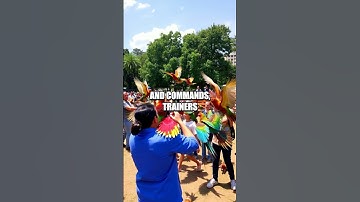 Exploring the Uncommon Skill of Competitive Duck Herding