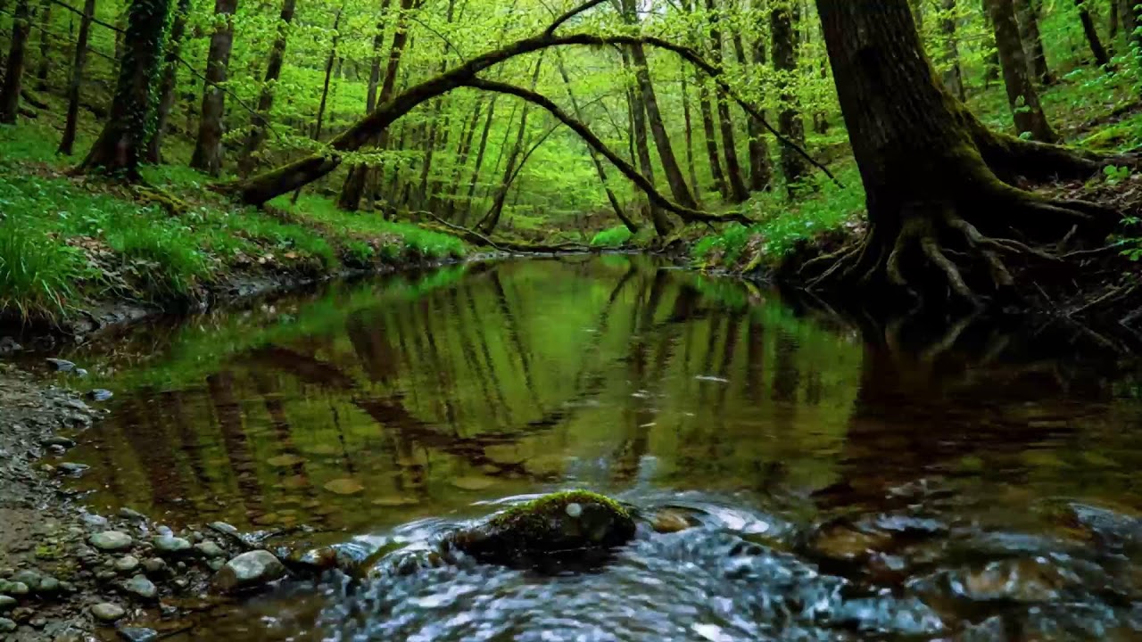 Calming Forest Ambience | River Flowing Birds Chirping in Hidden Forest Ambience for Rest, Medicine