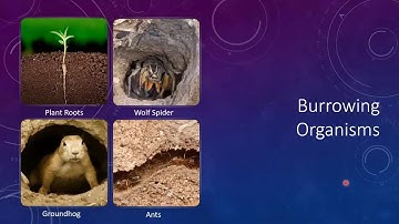 Soft Robotic Locomotion by Peristaltic Waves in Granular Media || RoboSoft 2020