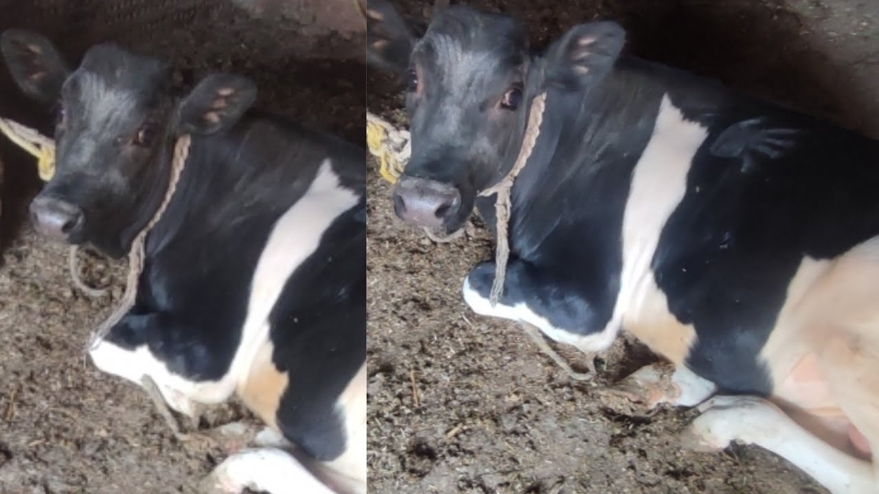 روتين يومي بسيط… بنهتم بنظافة العجل ونحضّر له أكله بكل اهتمام ❤️ شوفوا يومنا ماشي إزاي#اكسبلور 